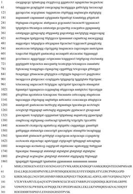 Identification and Functional Analysis of the G1 Phase Cyclin Dependent Kinase Gene Hc-CDK6 in Pearl Mussels (Hyriopsis cumingii)